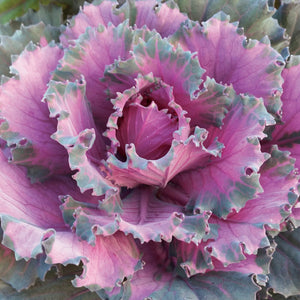 Ornamental Kale 'Osaka Red'