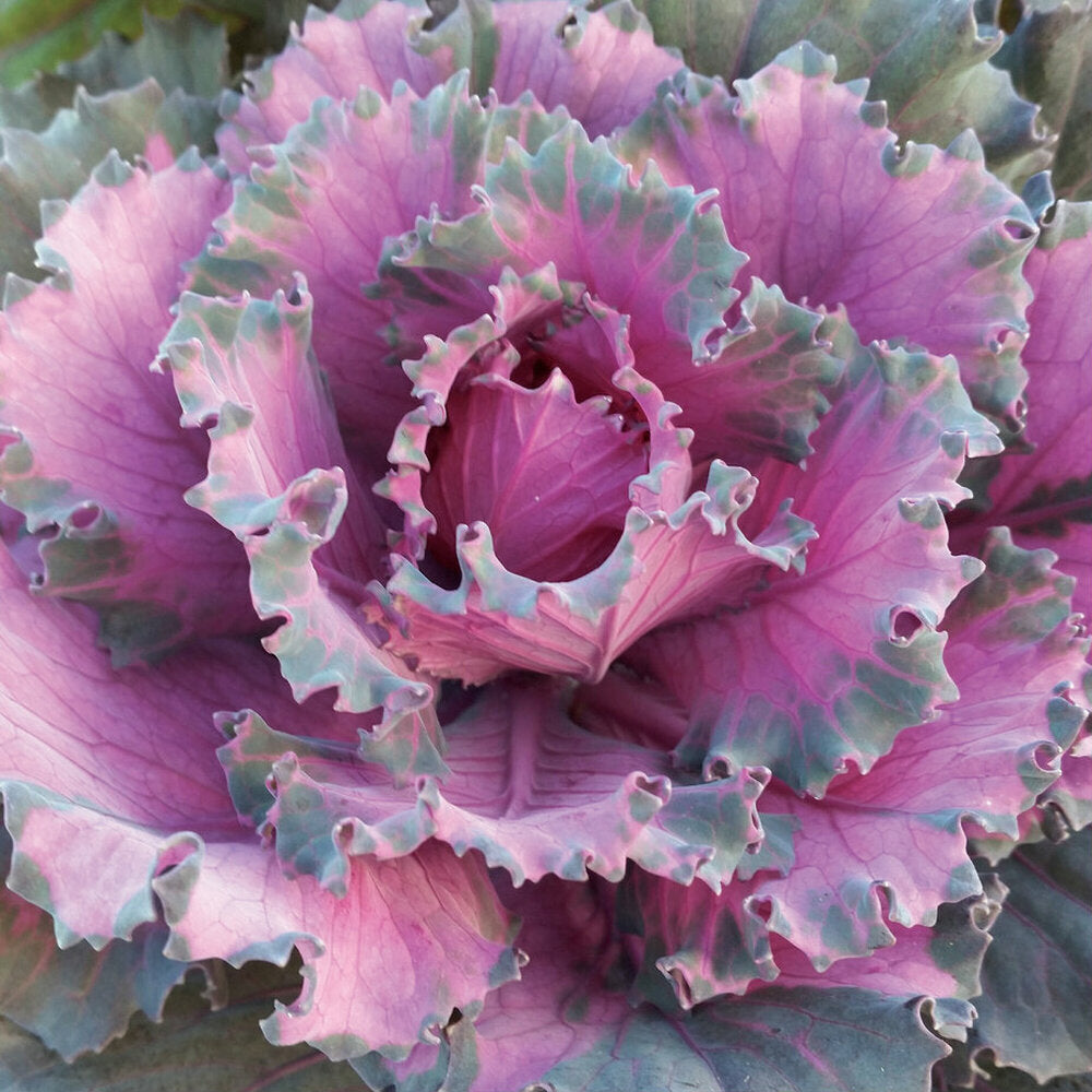 Ornamental Kale 'Osaka Red'