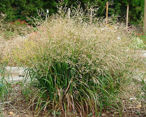 Panicum virgatum 'Cape Breeze'