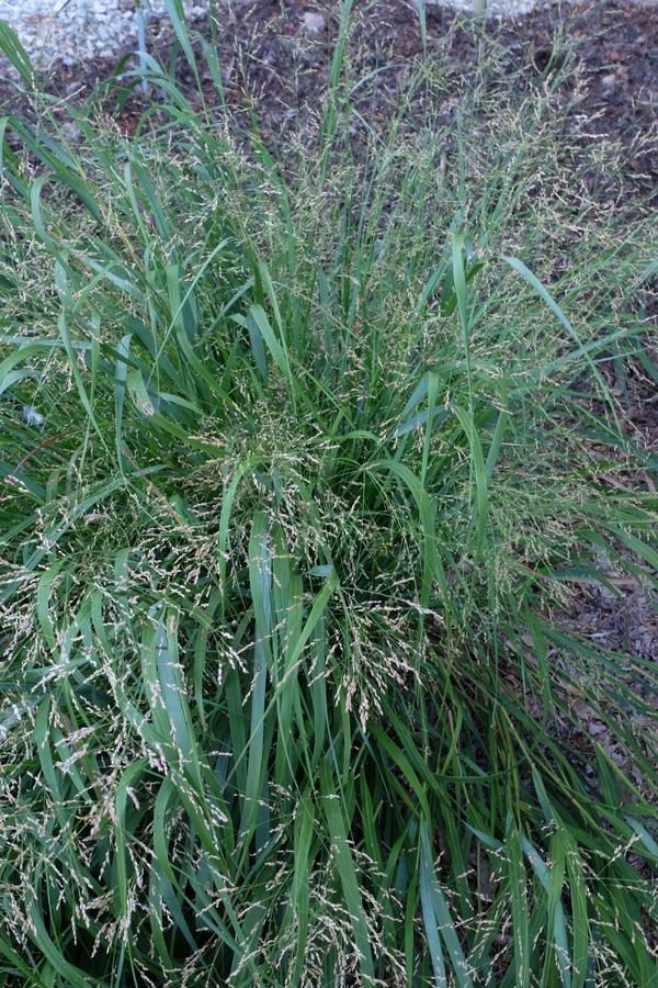 Panicum virgatum 'Cape Breeze'