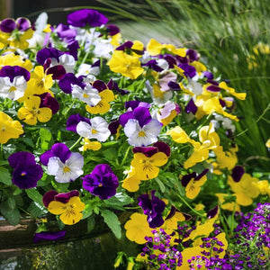 Pansy "Cool Wave Mix" Hanging Basket