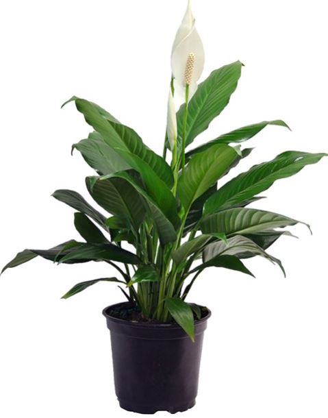 Spathiphylum 'Peace Lily '