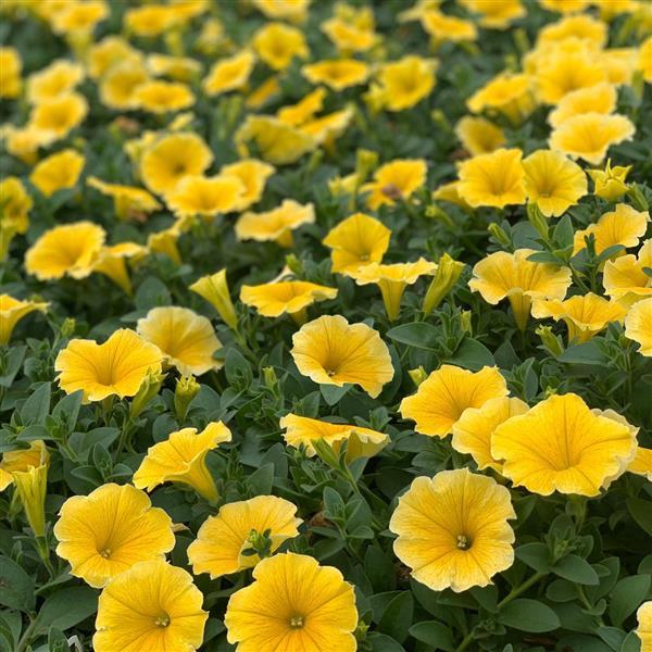Petunia 'Bee's Knees'