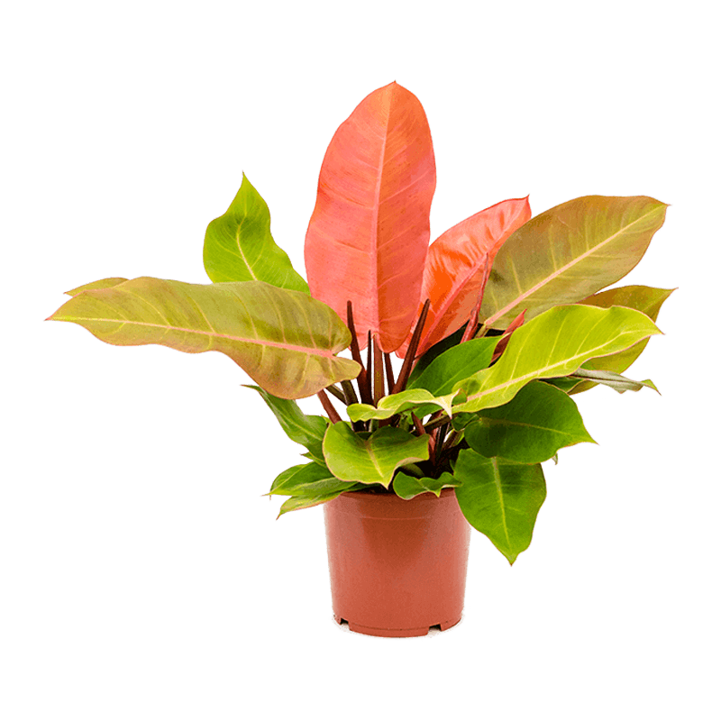 Philodendron 'Prince Of Orange'