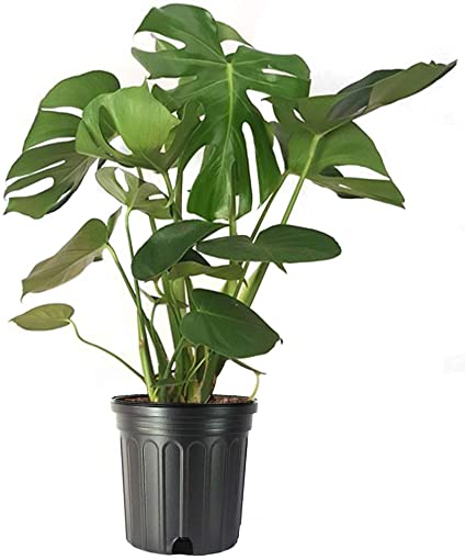 Philodendron Monstera – Denchfield Nursery, Inc