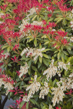 Load image into Gallery viewer, Pieris Japonica &#39;Mountain Fire&#39; Japanese Pieris

