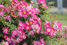 Load image into Gallery viewer, Rosa &#39;Pink Drift&#39; Rose Bush
