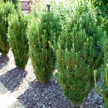 Load image into Gallery viewer, Cephalotaxus harringtonia &quot;Fastigiata&#39; Upright Plum Yew
