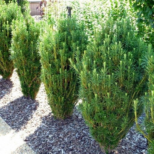 Cephalotaxus harringtonia 