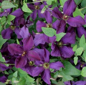 Clematis viticella 'Polish Spirit'