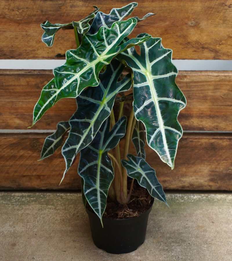 Alocasia amazonica 'Polly' African Mask Plant