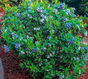 Vaccinium ashei 'Premier' Blueberry Bush