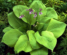 Load image into Gallery viewer, Hosta "Sum &amp; Substance"

