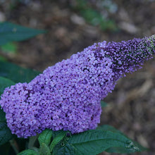 Load image into Gallery viewer, Buddleia Butterfly Bush &#39;Pugster Amethyst&#39;
