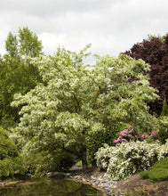 Load image into Gallery viewer, Chionanthus retusus &#39;Chinese Fringetree&#39;
