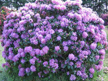 Load image into Gallery viewer, Rhododendron catawbiense &#39;Grandiflorum&#39;
