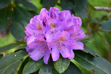 Load image into Gallery viewer, Rhododendron catawbiense &#39;Grandiflorum&#39;
