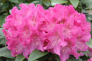 Rhododendron catawbiense 'Holden'