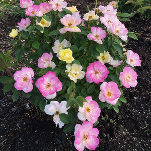 Rosa 'Peach Lemonade' Rose Bush