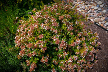 Load image into Gallery viewer, Abelia ‘Rose Creek’
