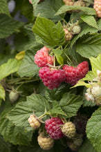 Load image into Gallery viewer, Rubus &quot;Shortcake&quot; Thornless Raspberry

