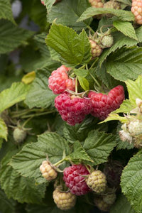 Rubus "Shortcake" Thornless Raspberry