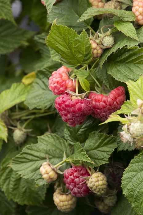 Rubus 