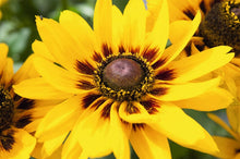 Load image into Gallery viewer, Black-Eyed Susan &quot;Denver Daisy&quot; Rudbeckia Hitra
