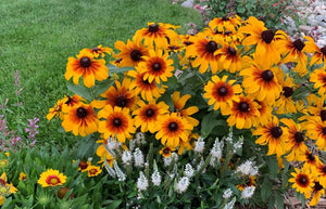 Black-Eyed Susan "Rising Sun Chestnut Gold" Patio Pot