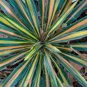 Yucca Filamentosa 'Color Guard'