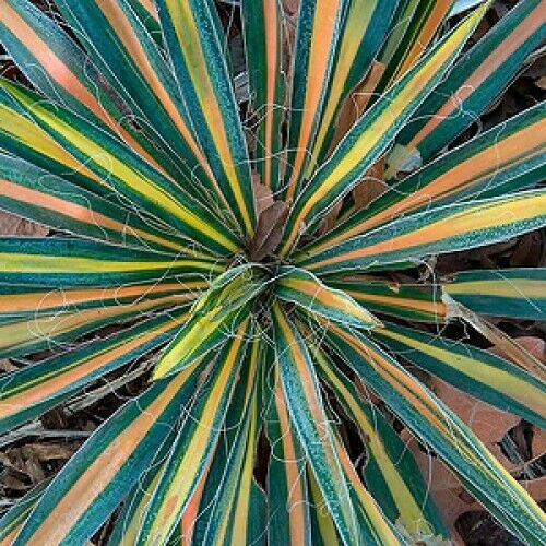 Yucca Filamentosa 'Color Guard'