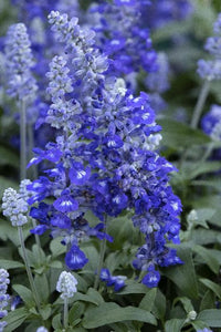 Salvia "Sallyfun Deep Ocean"