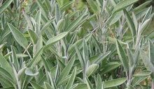 Load image into Gallery viewer, Salvia officinalis &#39;Garden Sage&#39;
