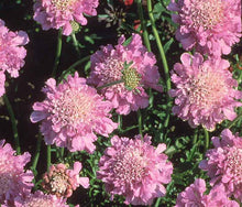 Load image into Gallery viewer, Scabiosa columbaria &#39;Pink Mist&#39;
