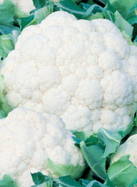 Cauliflower "Snow Crown"