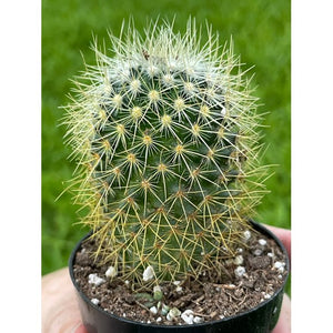 Cactus Assorted