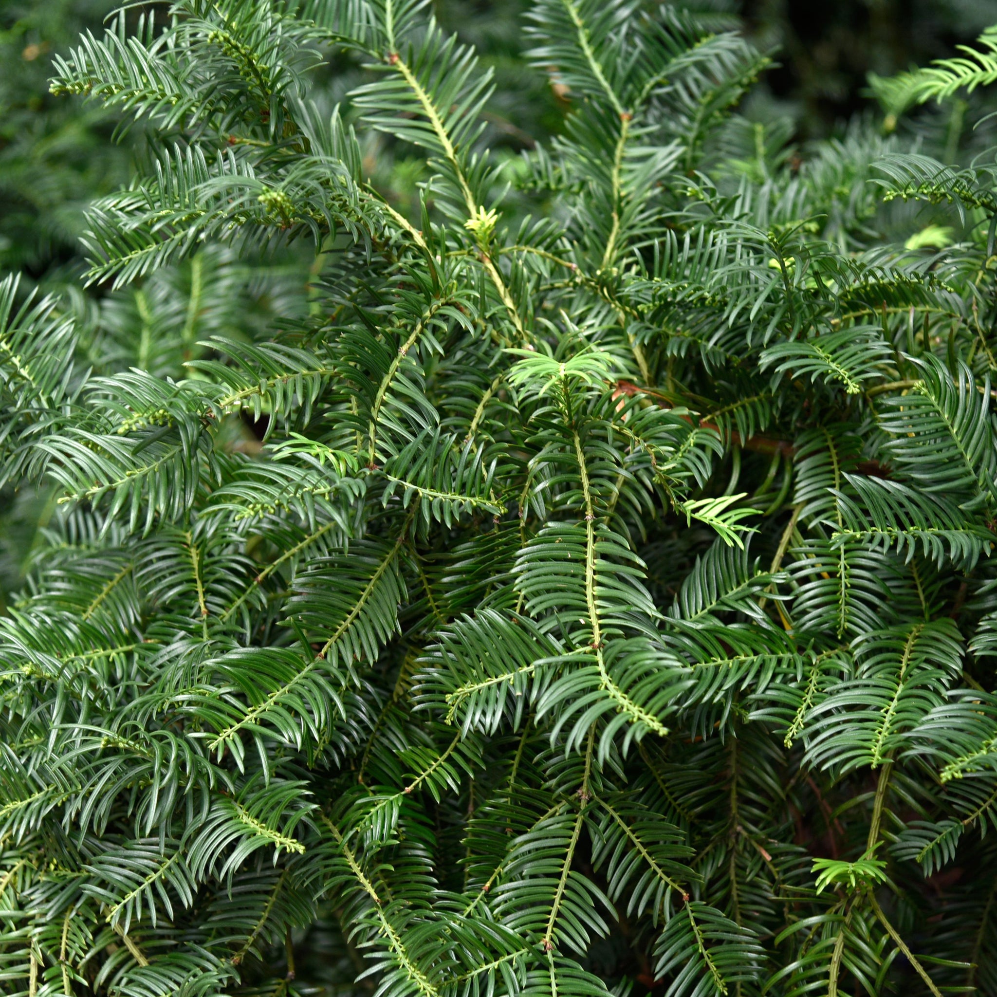 Shrubs – Page 3 – Denchfield Nursery, Inc.