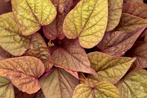 Sweet Potato Vine "Sweet Georgia Heart Red"