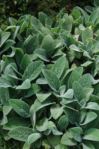 Lamb's Ear Stachys "Helene von Stein"