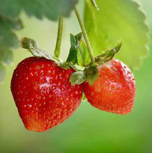 Load image into Gallery viewer, Strawberry Alpine Seeds
