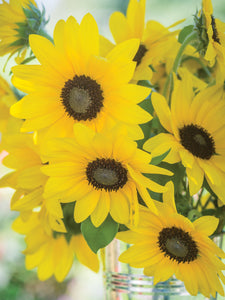 Sunflower "Sunfinity" - Patio Pot