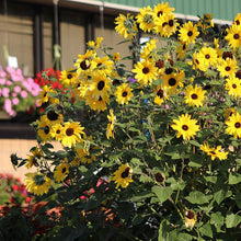 Load image into Gallery viewer, Sunflower &quot;Sunfinity&quot; - Patio Pot
