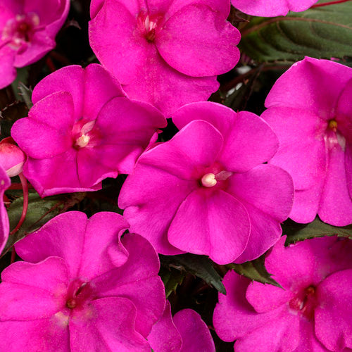 Sunpatien 'Compact Purple'