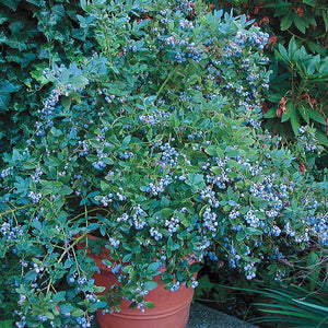 Vaccinium 'Sunshine Blue' Blueberry Bush