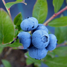 Load image into Gallery viewer, Vaccinium &#39;Sunshine Blue&#39; Blueberry Bush

