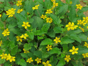 Chrysogonum virginianum 'Australe'