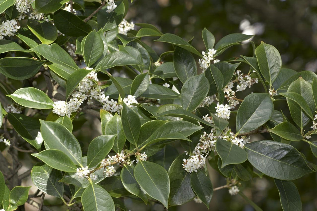 Osmanthus fragrans 'Sweet Olive'