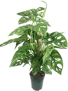 Philodendron 'Swiss Cheese'