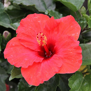 Hibiscus 'Red Tortuga Wind' Bush