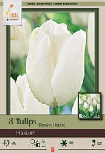 Load image into Gallery viewer, Tulip &quot;Hakuun&quot; Bulbs (7)
